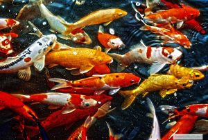 aspie traits diversity goldfish